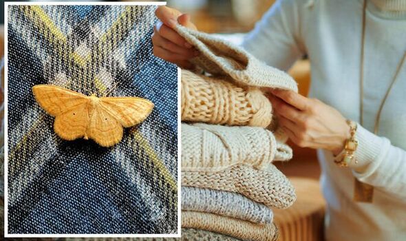 How to get rid of moths in wardrobe by identifying clothes moths on fabric causing visible damage.